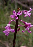 Dipodium roseum Rosy Hyacinth-orchid